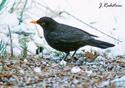 Turdus merula